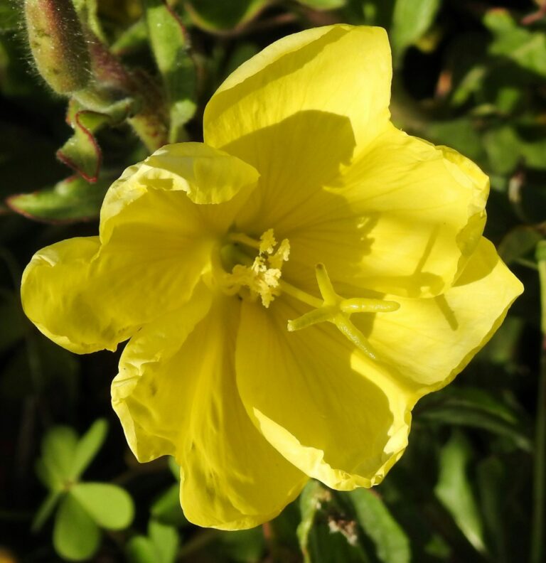 Flower 768x792
