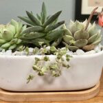 Succulent Close Up 150x150
