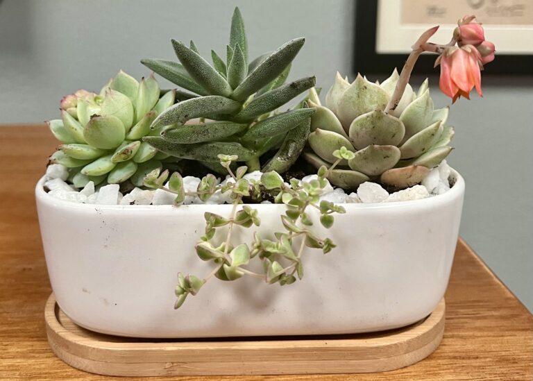 Succulent Close Up 768x549