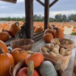 3. Squash Pumpkin 150x150