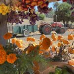 Fall fest 2024 tractor and flowers rsv 150x150