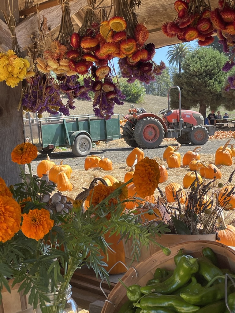 Fall fest 2024 tractor and flowers rsv