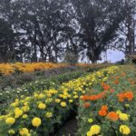 Fall fest flowers 2023 rsv 150x150