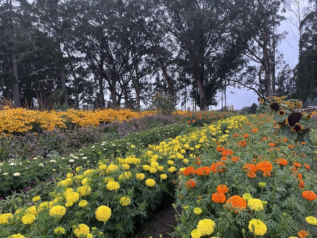 Fall fest flowers 2023 rsv