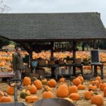 Mara pumpkin 150x150