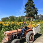 Ruby tractor sunflowers fall fest 2024 150x150