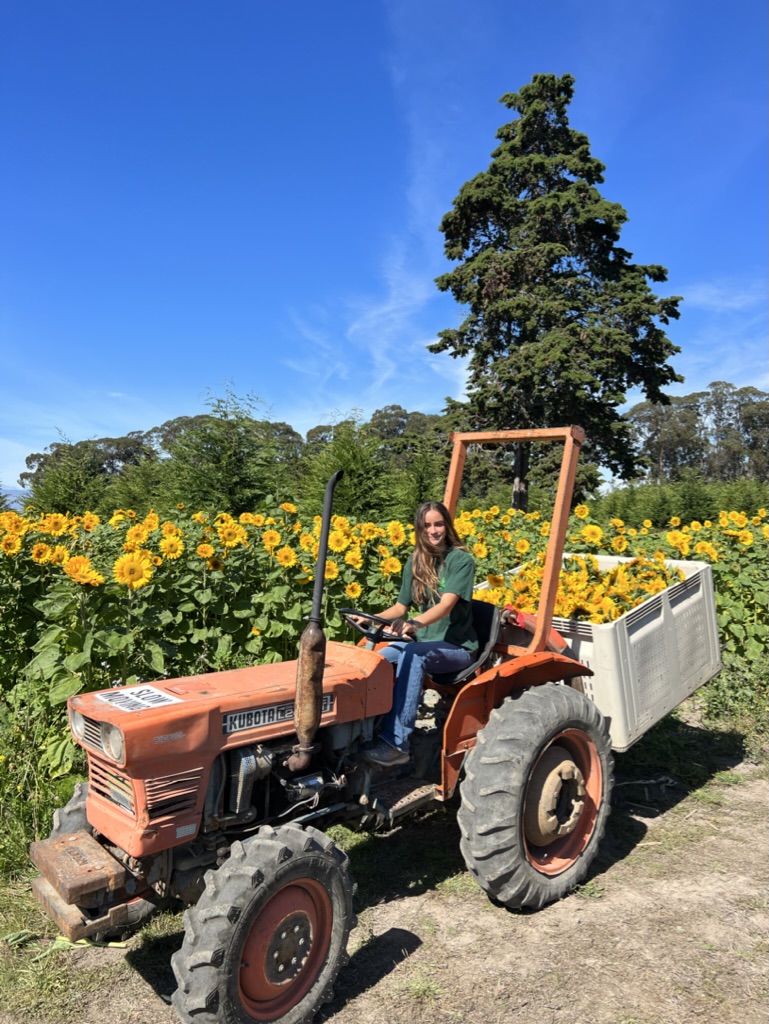 Ruby tractor sunflowers fall fest 2024