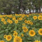 rsv fall fest sun flowers 2023 150x150