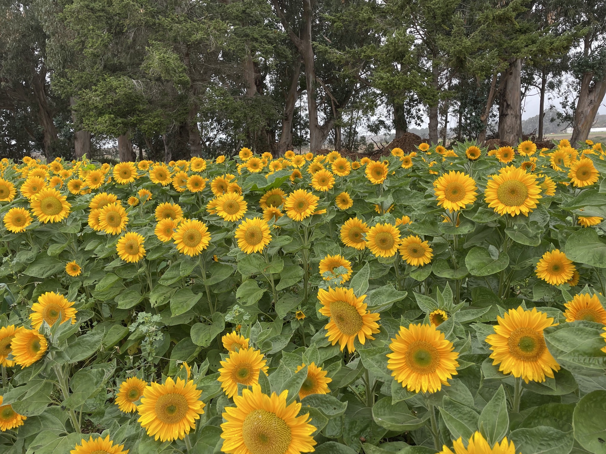 rsv fall fest sun flowers 2023