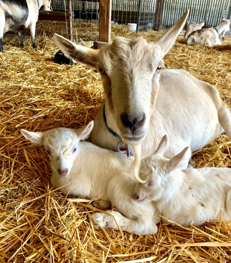 goats 1 768x875