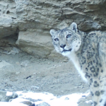 Snow Leopart Sisters 2 150x150