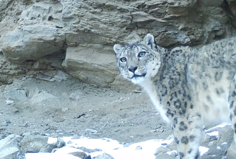 Snow Leopart Sisters 2 768x518