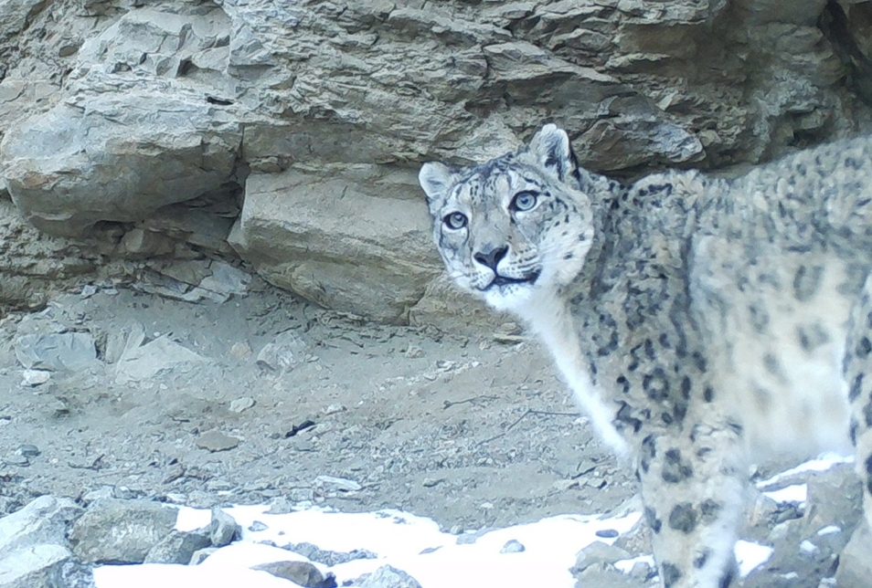 Snow Leopart Sisters 2